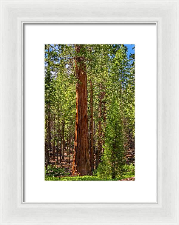 Beauty in a Forest - Framed Print