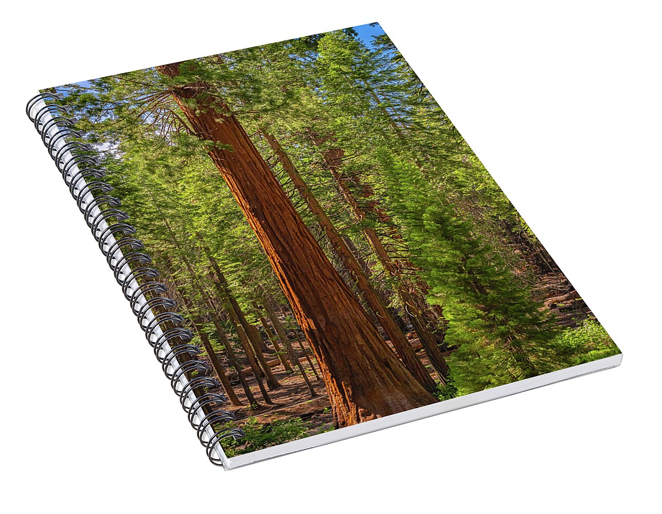 Beauty in a Forest - Spiral Notebook