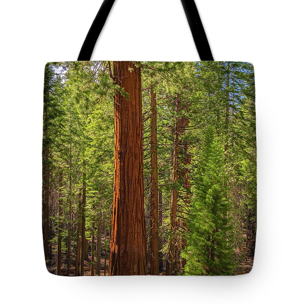 Beauty in a Forest - Tote Bag