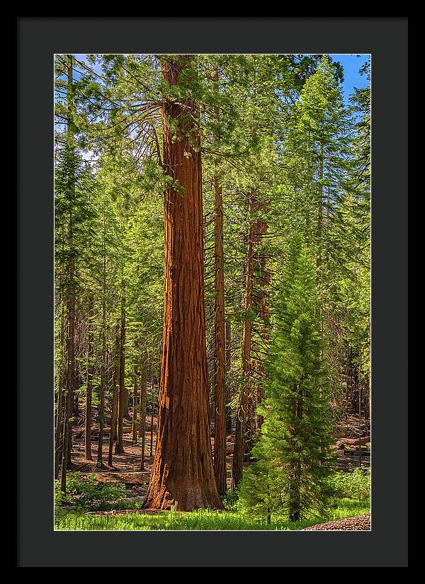 Beauty in a Forest - Framed Print