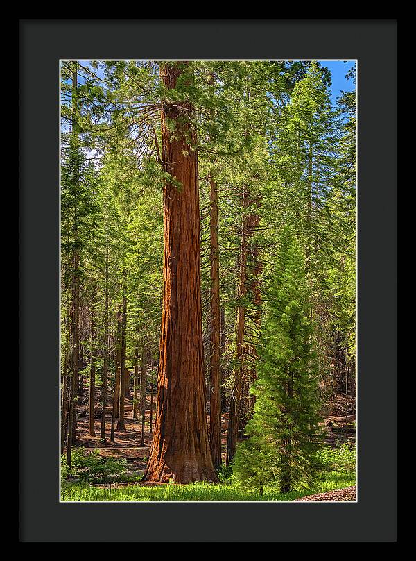 Beauty in a Forest - Framed Print