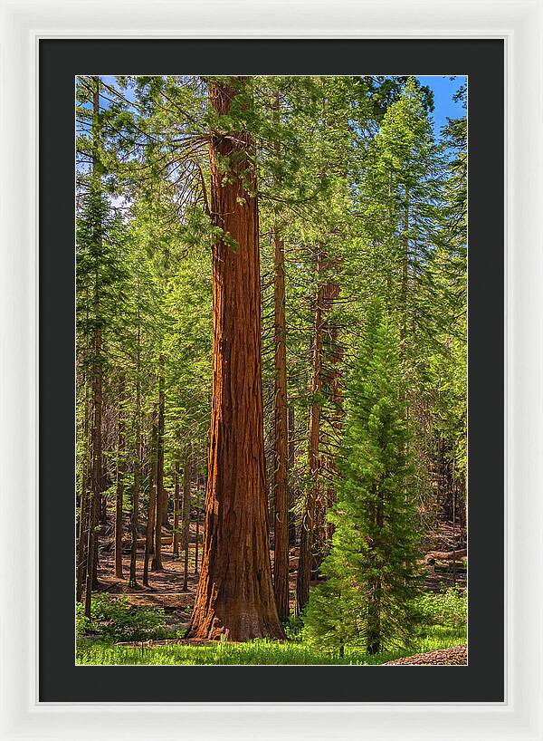 Beauty in a Forest - Framed Print