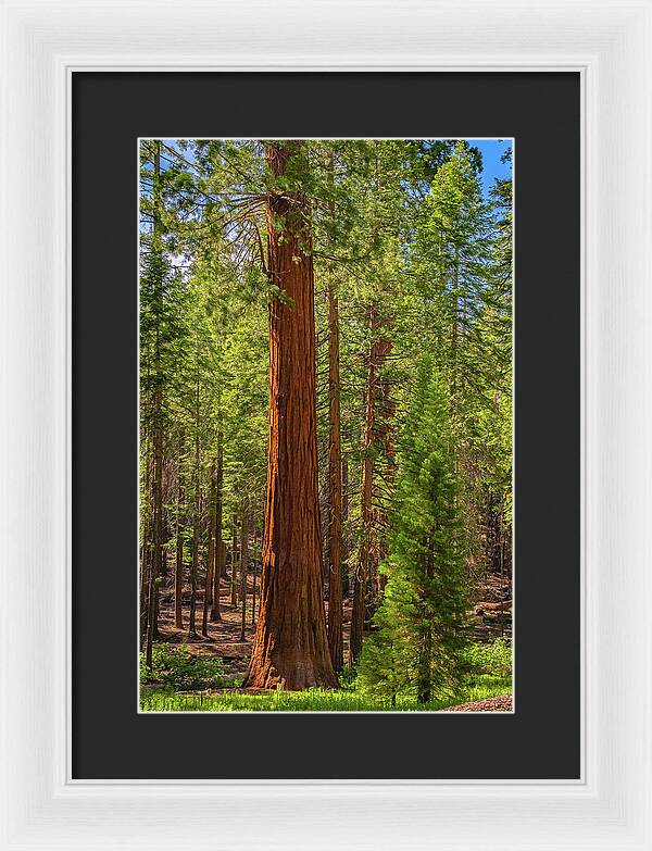 Beauty in a Forest - Framed Print