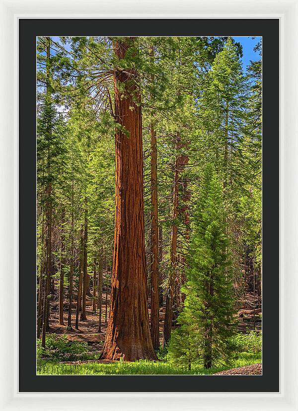 Beauty in a Forest - Framed Print