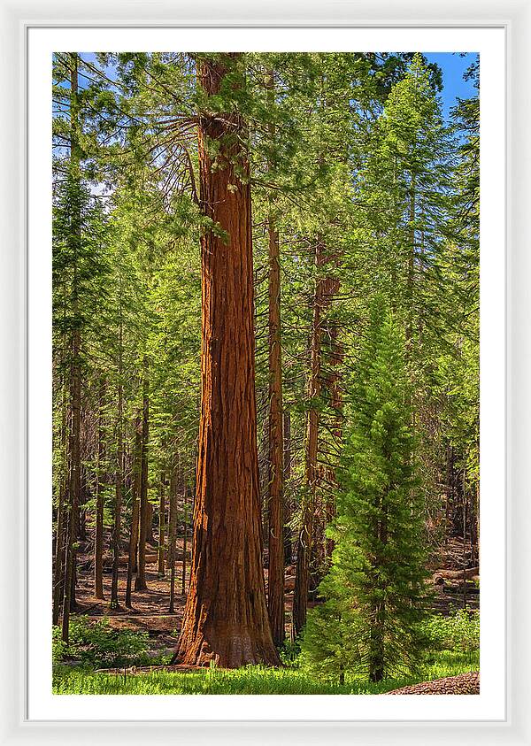 Beauty in a Forest - Framed Print