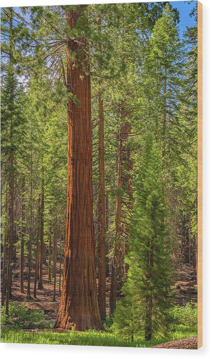 Beauty in a Forest - Wood Print