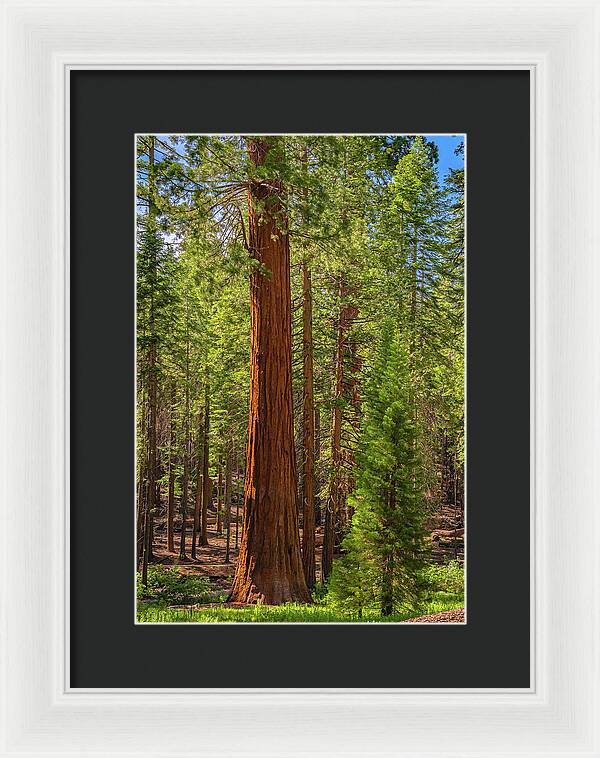 Beauty in a Forest - Framed Print