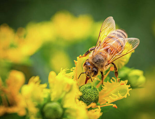 Bee Collecting Pollen on a Flower - Art Print