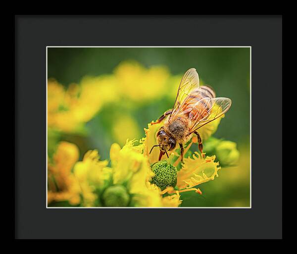 Bee Collecting Pollen on a Flower - Framed Print