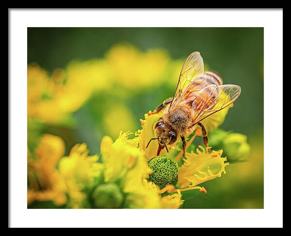 Bee Collecting Pollen on a Flower - Framed Print