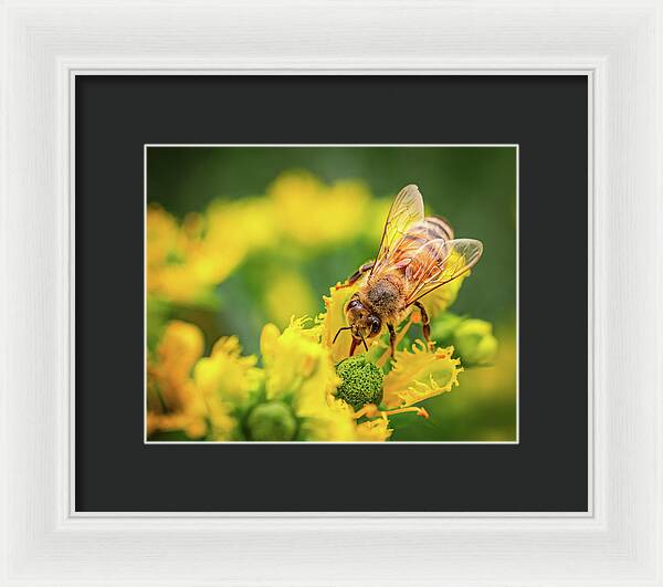 Bee Collecting Pollen on a Flower - Framed Print