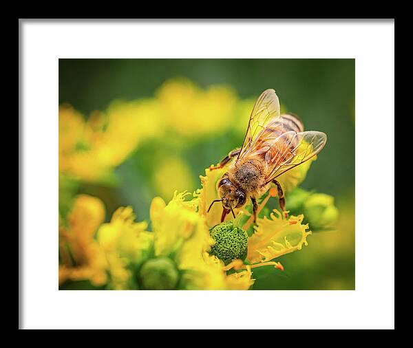Bee Collecting Pollen on a Flower - Framed Print