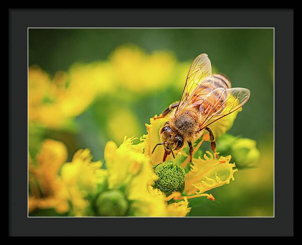 Bee Collecting Pollen on a Flower - Framed Print
