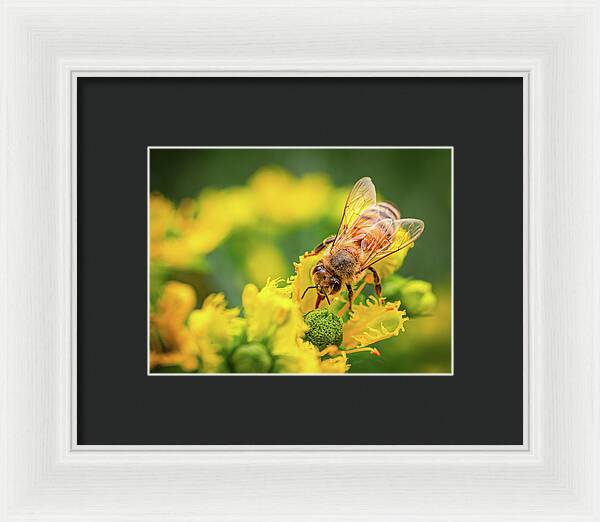 Bee Collecting Pollen on a Flower - Framed Print