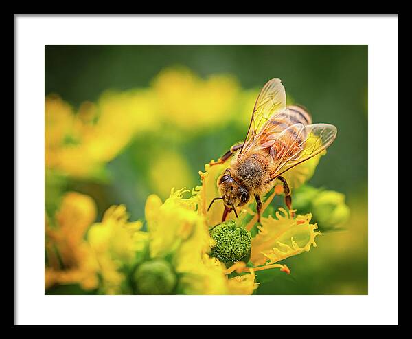 Bee Collecting Pollen on a Flower - Framed Print