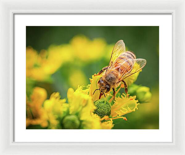 Bee Collecting Pollen on a Flower - Framed Print