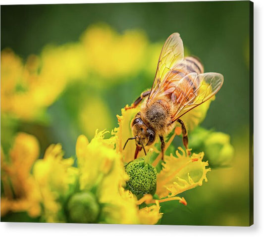 Bee Collecting Pollen on a Flower - Acrylic Print