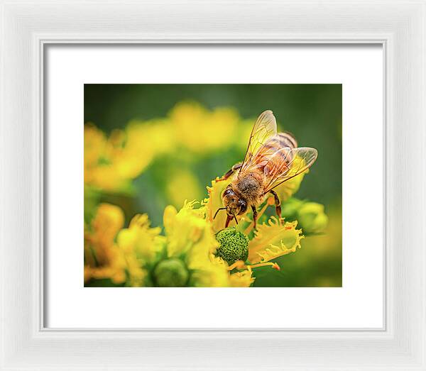 Bee Collecting Pollen on a Flower - Framed Print
