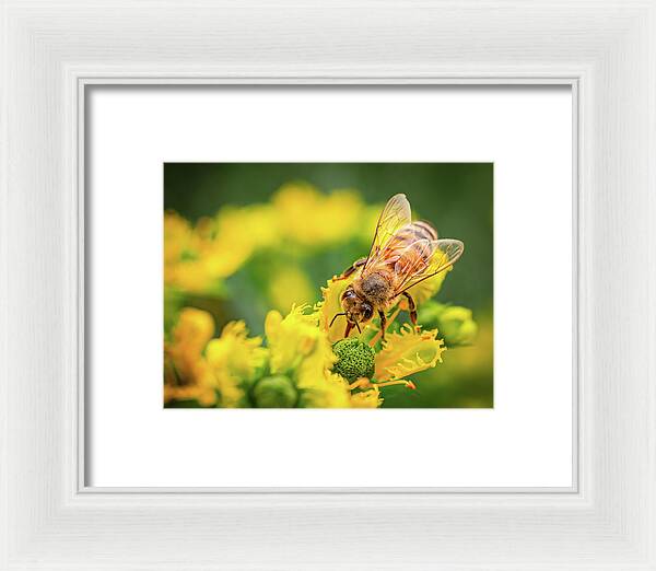 Bee Collecting Pollen on a Flower - Framed Print