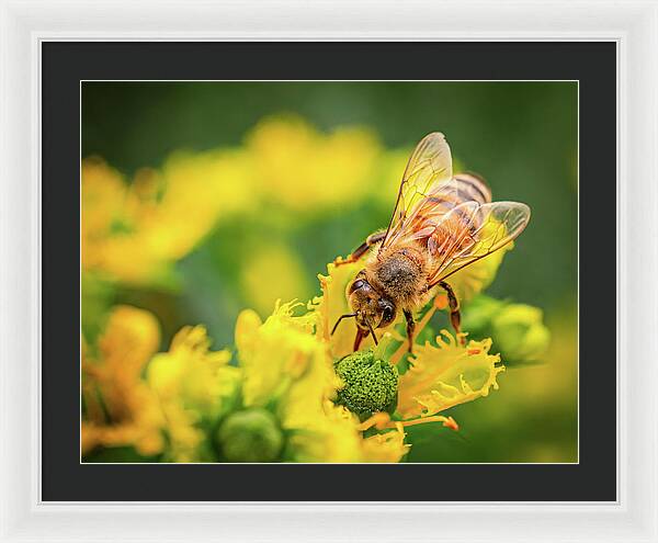Bee Collecting Pollen on a Flower - Framed Print