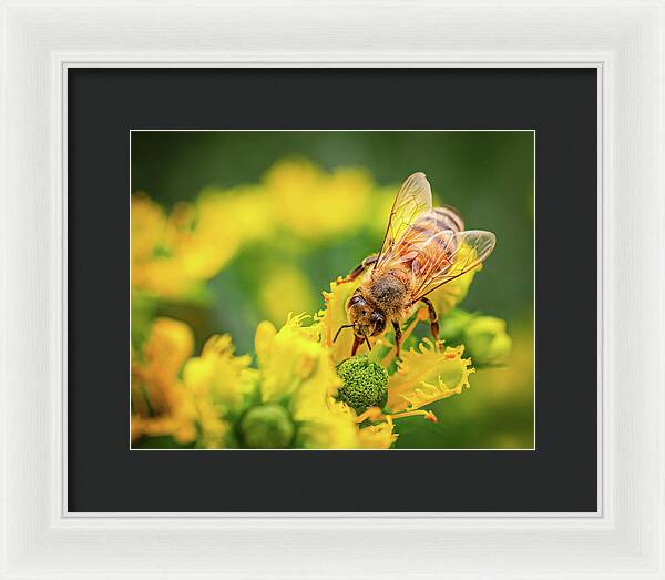 Bee Collecting Pollen on a Flower - Framed Print