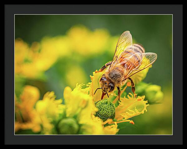 Bee Collecting Pollen on a Flower - Framed Print