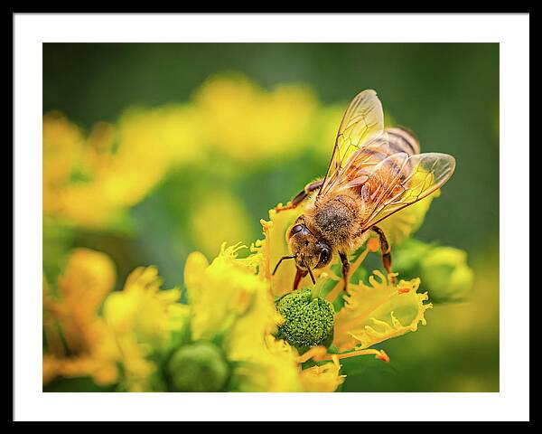 Bee Collecting Pollen on a Flower - Framed Print