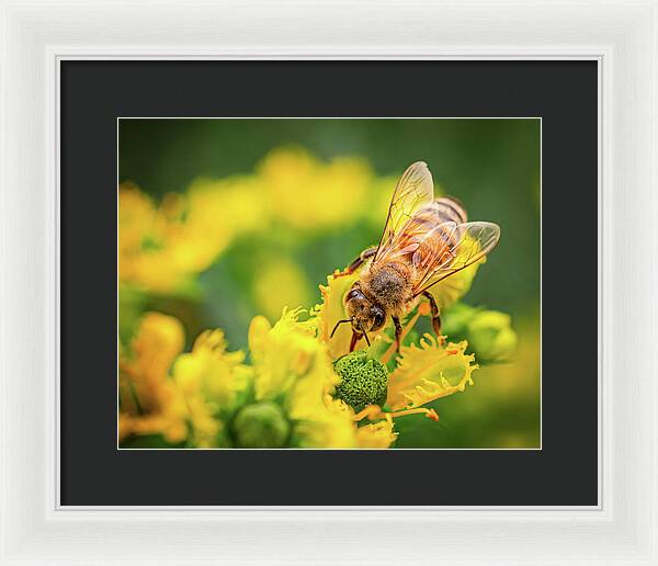 Bee Collecting Pollen on a Flower - Framed Print