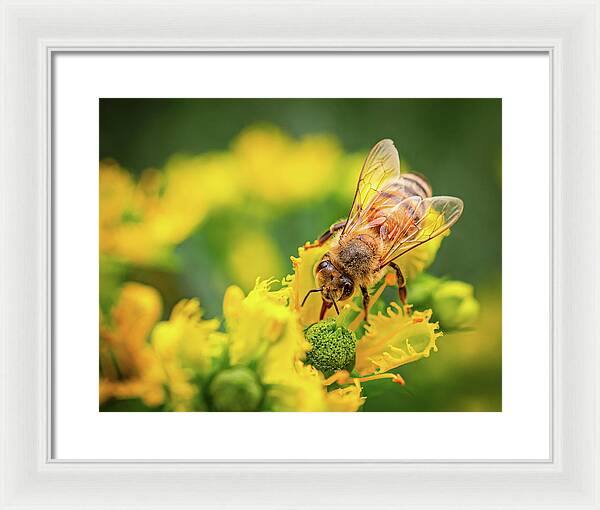 Bee Collecting Pollen on a Flower - Framed Print