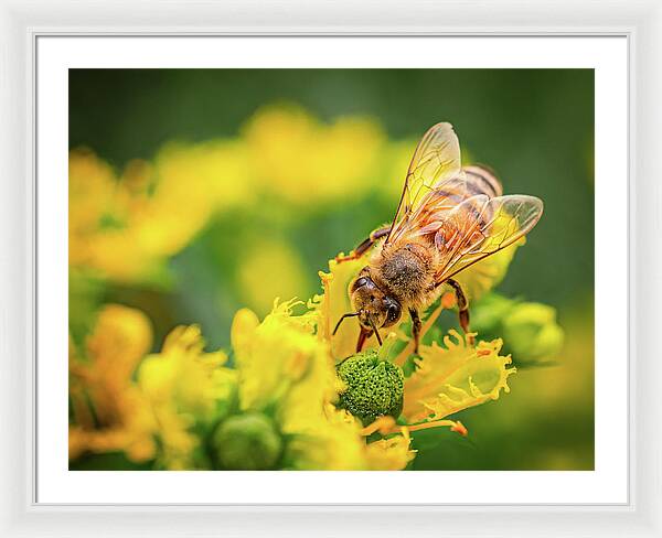 Bee Collecting Pollen on a Flower - Framed Print