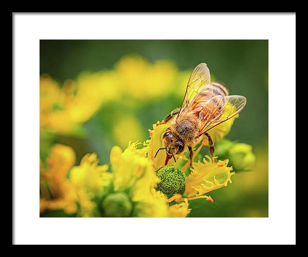 Bee Collecting Pollen on a Flower - Framed Print
