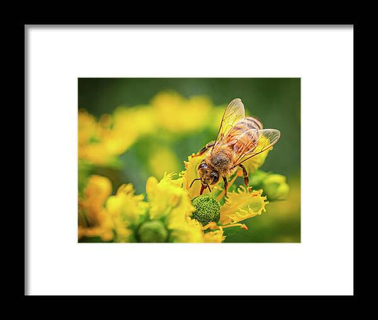 Bee Collecting Pollen on a Flower - Framed Print