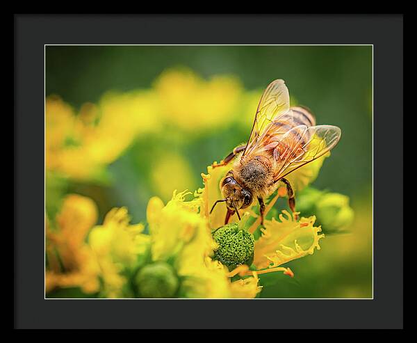 Bee Collecting Pollen on a Flower - Framed Print