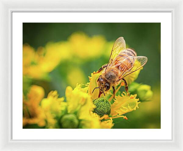 Bee Collecting Pollen on a Flower - Framed Print