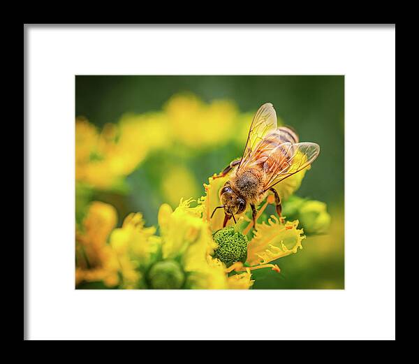 Bee Collecting Pollen on a Flower - Framed Print