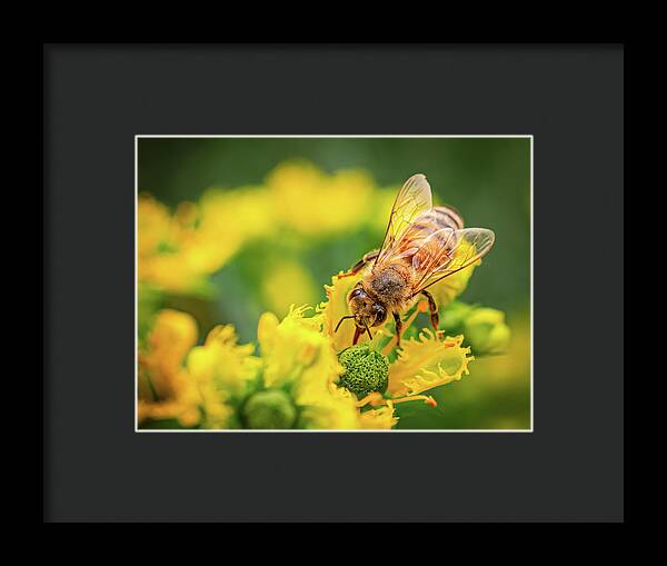Bee Collecting Pollen on a Flower - Framed Print