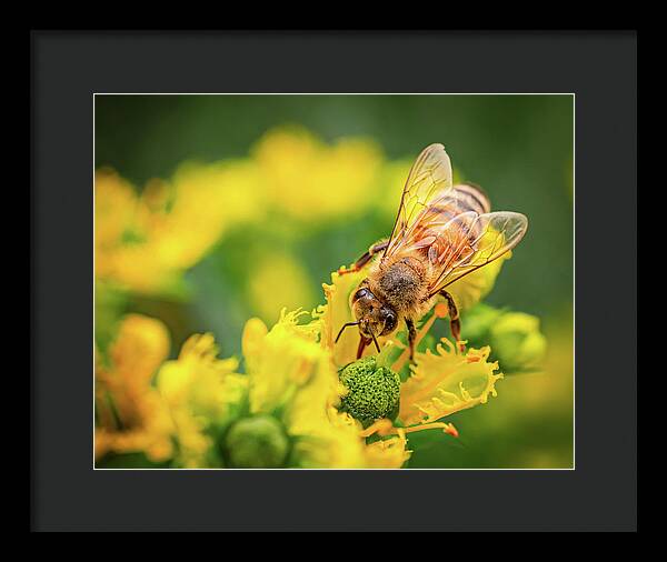 Bee Collecting Pollen on a Flower - Framed Print