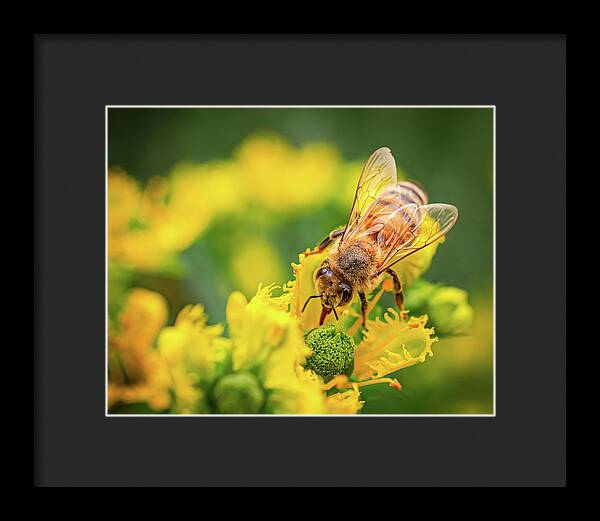 Bee Collecting Pollen on a Flower - Framed Print