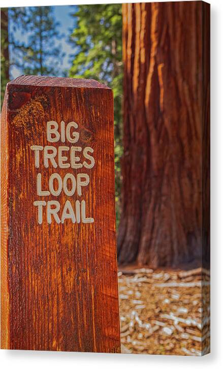 Big Trees Loop Trail and Sequoia Tree - Canvas Print