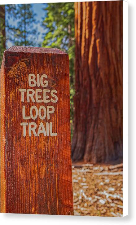 Big Trees Loop Trail and Sequoia Tree - Canvas Print