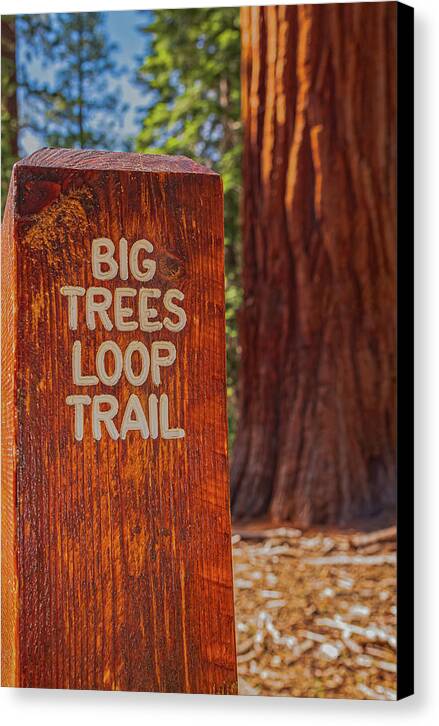 Big Trees Loop Trail and Sequoia Tree - Canvas Print