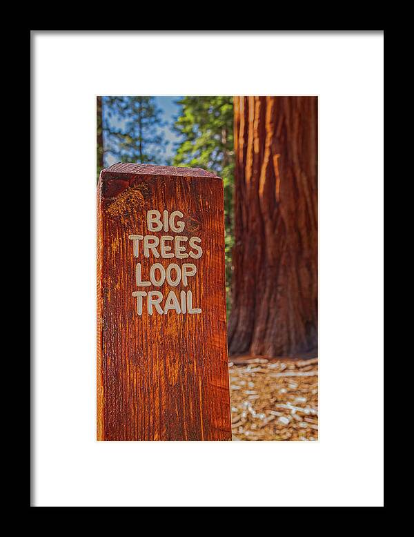 Big Trees Loop Trail and Sequoia Tree - Framed Print