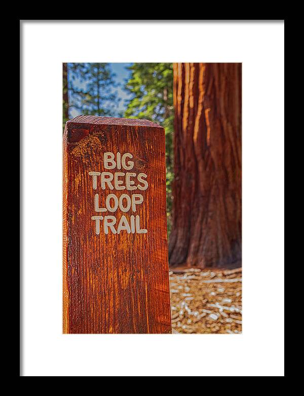 Big Trees Loop Trail and Sequoia Tree - Framed Print