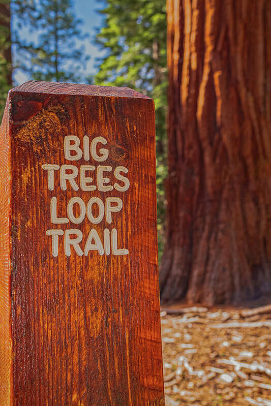Big Trees Loop Trail and Sequoia Tree - Art Print