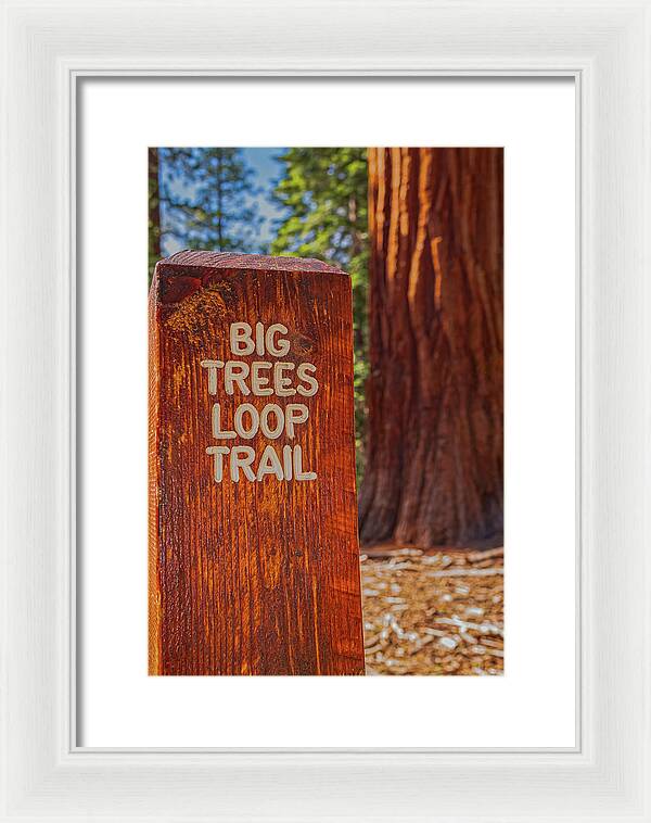 Big Trees Loop Trail and Sequoia Tree - Framed Print