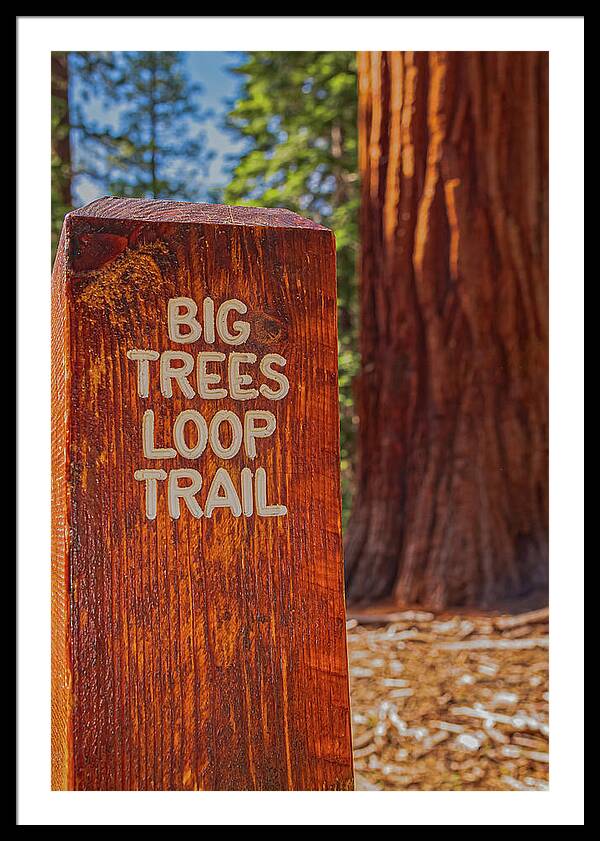 Big Trees Loop Trail and Sequoia Tree - Framed Print