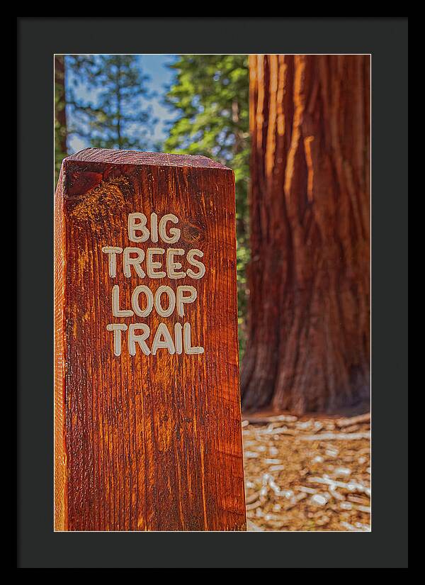 Big Trees Loop Trail and Sequoia Tree - Framed Print