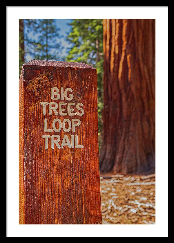 Big Trees Loop Trail and Sequoia Tree - Framed Print