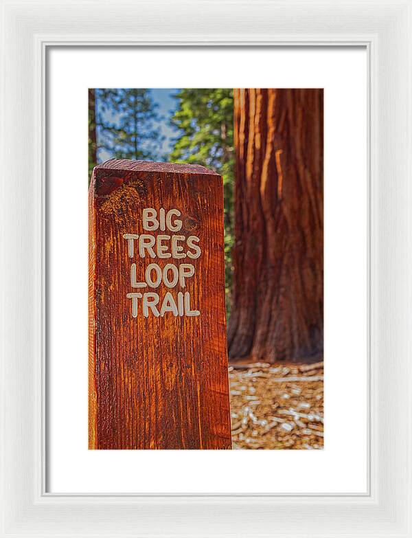 Big Trees Loop Trail and Sequoia Tree - Framed Print