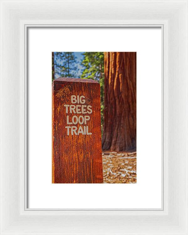 Big Trees Loop Trail and Sequoia Tree - Framed Print
